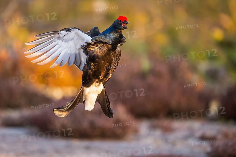 Black grouse (Lyrurus tetrix), black grouse courtship in Sweden, Fågelsjö, Gävleborgs län, Sweden