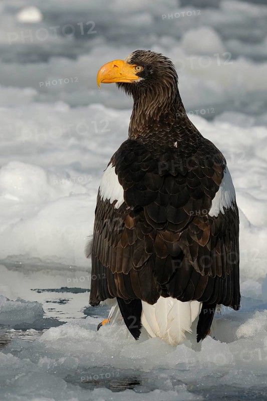 Steller's Sea Eagle (Haliaeetus pelagicus), Hokkaido, Japan