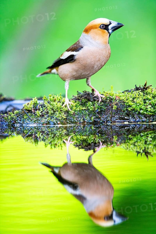 Hawfinch (Coccothraustes coccothraustes) Germany
