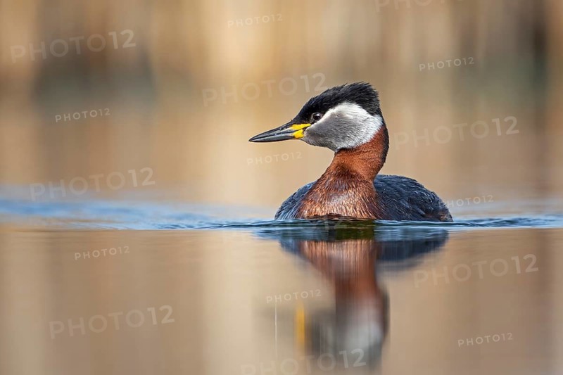 Red-necked Grebe (Podiceps grisegena), Saxony-Anhalt, Germany