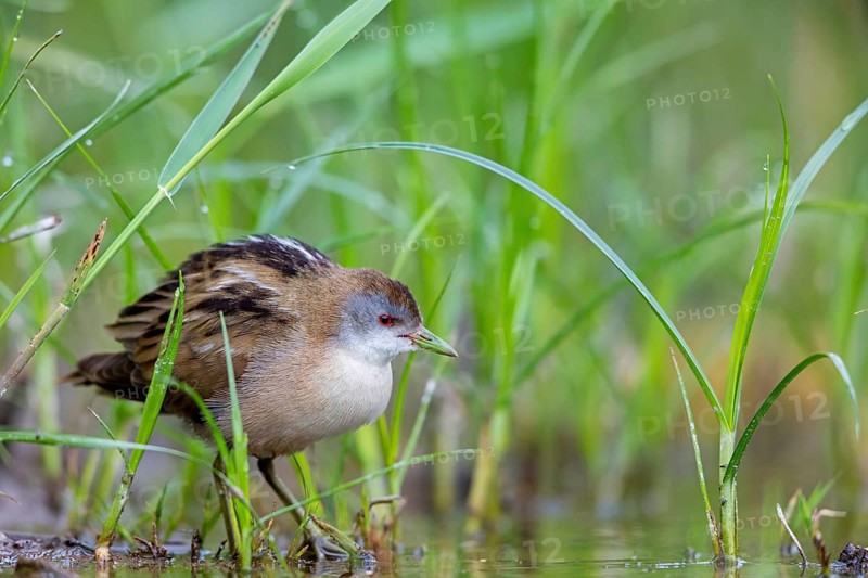 Little Crake, Little Crake, Small Crake, (Porzana parva), biotope, habitat, foraging, family of rails, waterfowl, waterbirds Lesvos, Greece
