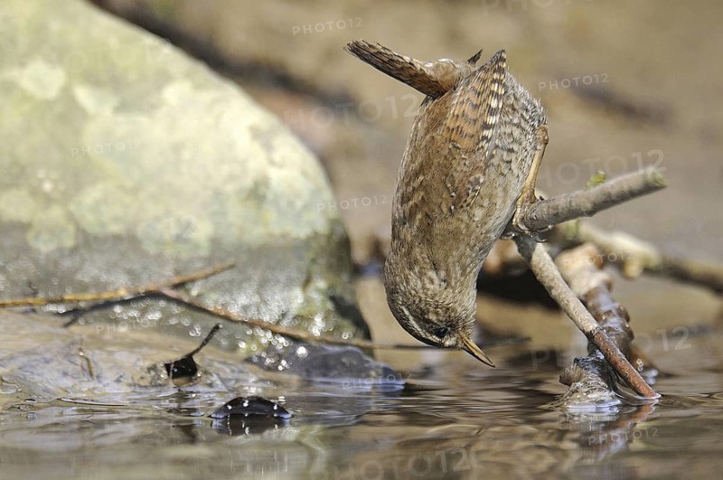 Eurasian Wren (Troglodytes troglodytes), North Rhine-Westphalia, Germany