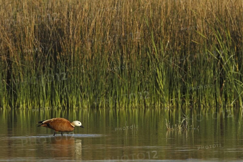 Ruddy Shelduck (Tadorna ferruginea), Turkey