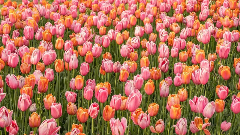 A stunning field filled with vibrant pink and orange tulips, showcasing nature's beauty. The flowers create a lively and colorful scene, ideal for spring themes