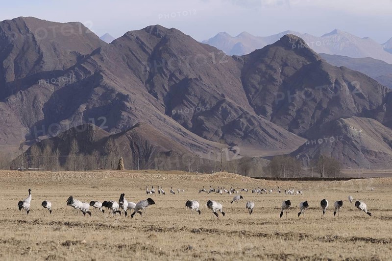 Black-necked Crane (Grus nigricollis) foraging, Tibet, China