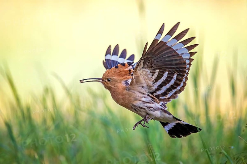 Eurasian Hoopoe (Upupa epops) flying with food in its beak, Saxony-Anhalt, Germany