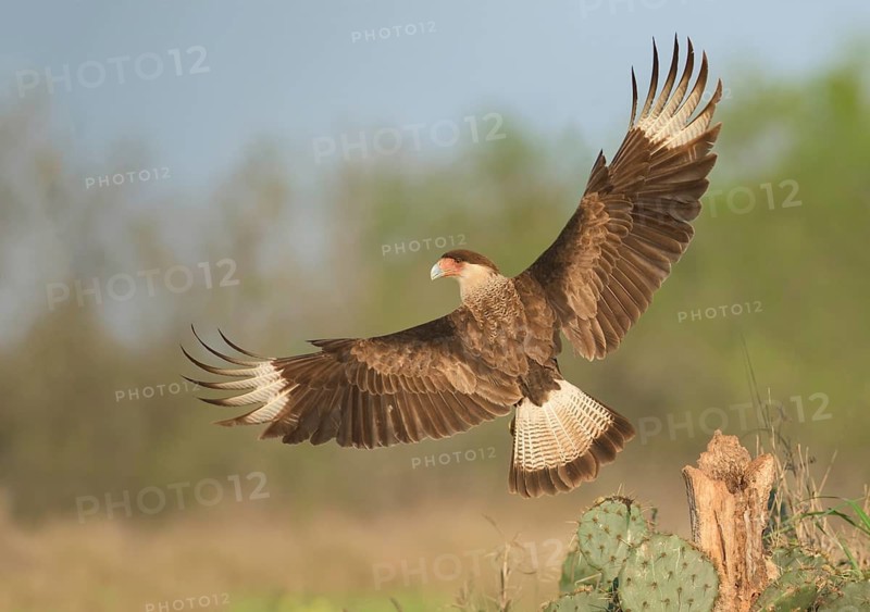 Northern Crested Caracara (Caracara cheriway) juvenile taking flight, Texas, USA