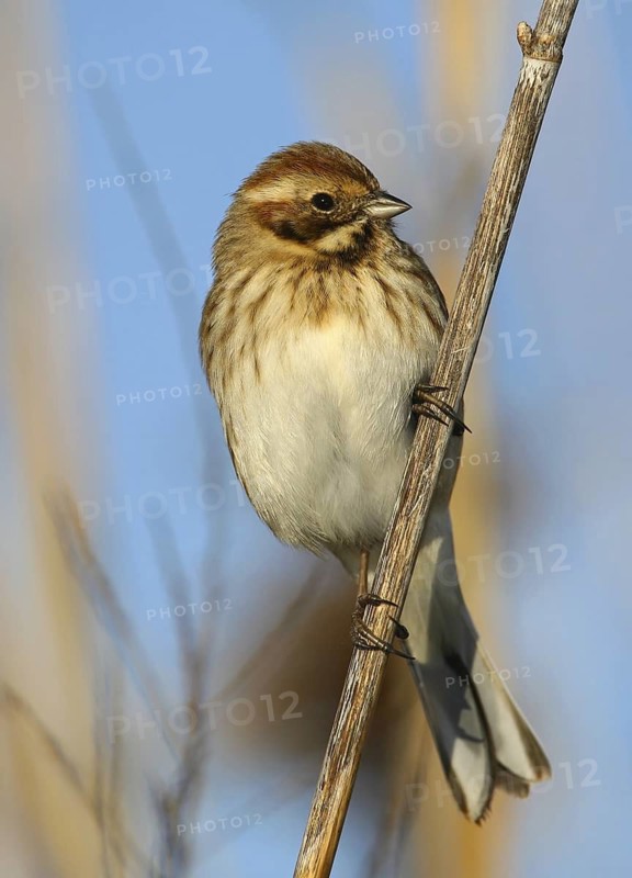 Common Reed Bunting (Emberiza schoeniclus), Vila Franca de Xira, Portugal