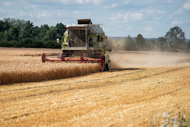 A combine harvester mowing grain in a field in Poland
