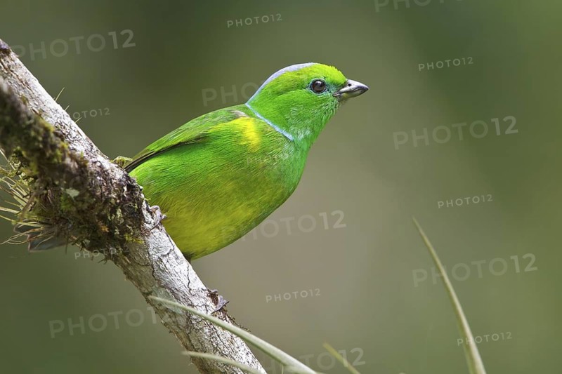 Golden-browed Clorophonia (Chlorophonia callophrys) perched on a branch in Costa Rica, Central America