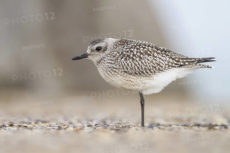Grey Plover (Pluvialis squatarola), Schleswig-Holstein, Germany