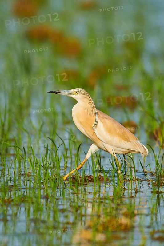 Squacco heron (Ardeola ralloides) in a paddy field, hunting, ebro delta, Catalonia, Spain