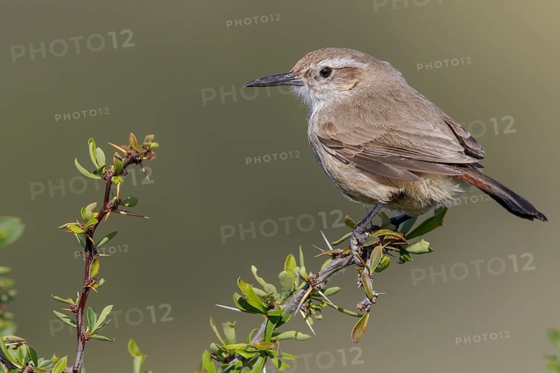 Band-tailed Earthcreeper (Ochetorhynchus phoenicurus) perched on a branch in Chile