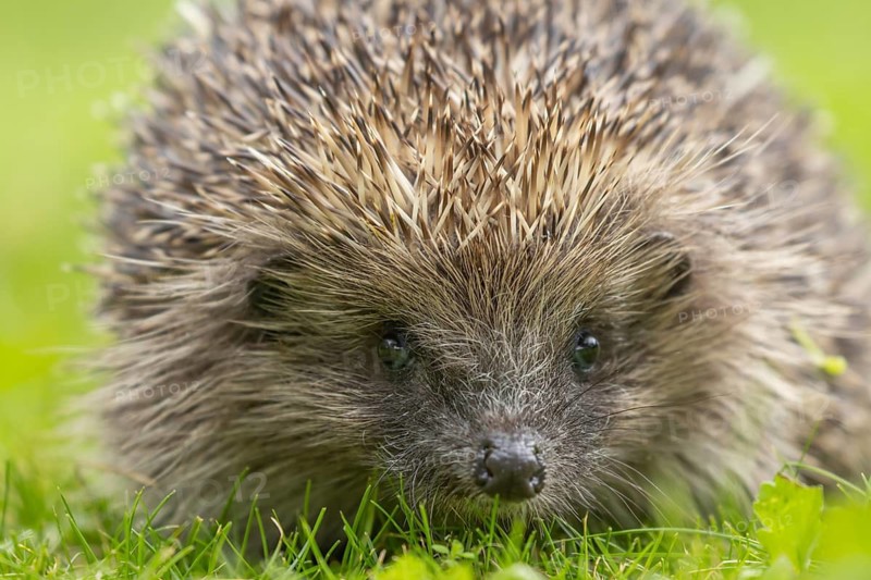 European hedgehog (Erinaceus europaeus) adult animal on a garden grass lawn, Suffolk, England, United Kingdom