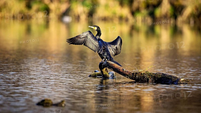 A bird spreads its wings while standing on a branch in the water, The Cormorant (Phalacrocorax carbo)