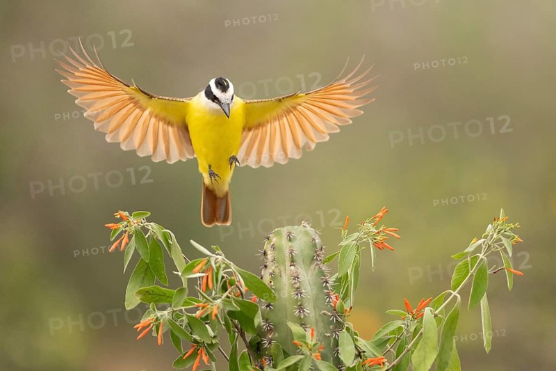 Great Kiskadee (Pitangus sulphuratus) approaching a cactus, Texas, USA