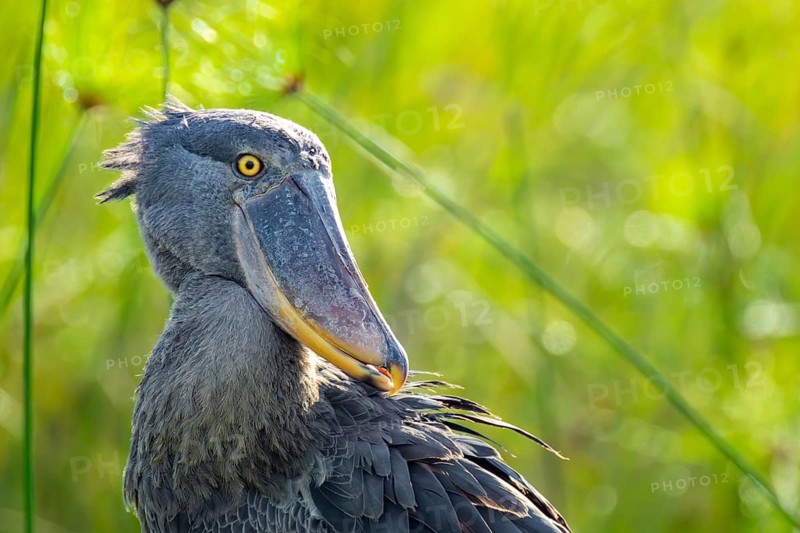 Shoebill (Balaeniceps rex), juvenile, animal portrait, swamps of Mabamba, Lake Victoria, Uganda