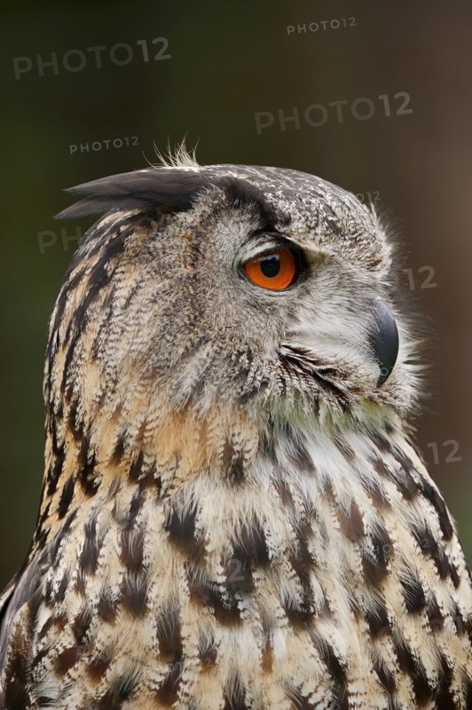 Eurasian eagle-owl (Bubo bubo), portrait, captive, North Rhine-Westphalia, Germany