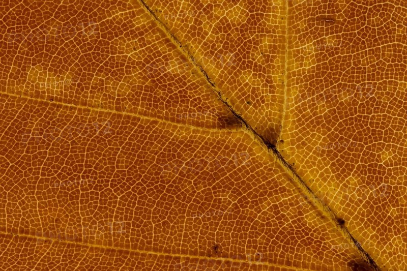 Common beech tree (Fagus sylvatica) close up of a single autumn colour leaf, England, United Kingdom