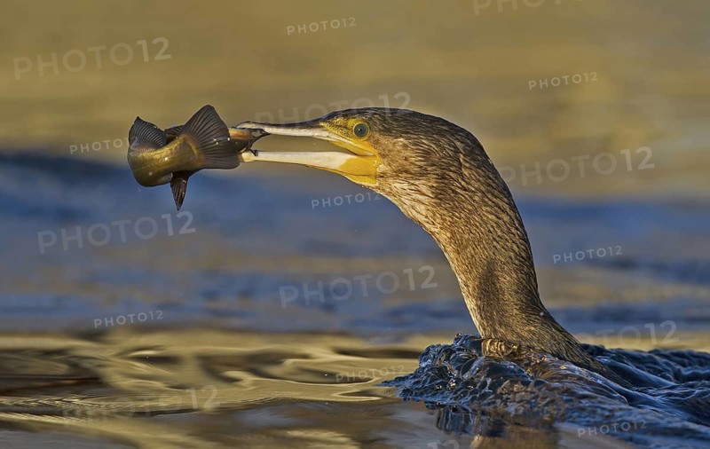 Great Cormorant (Phalacrocorax carbo) with Black bullhead (Ameiurus melas) prey in beak, Piedmont, Italy