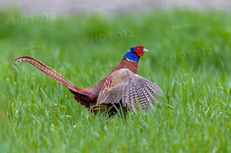 During the mating ritual, the colourful plumage of the pheasant cock (Phasianus colchicus) comes into its own, mating season, mating dress, mating season, mating ritual, April, Germany