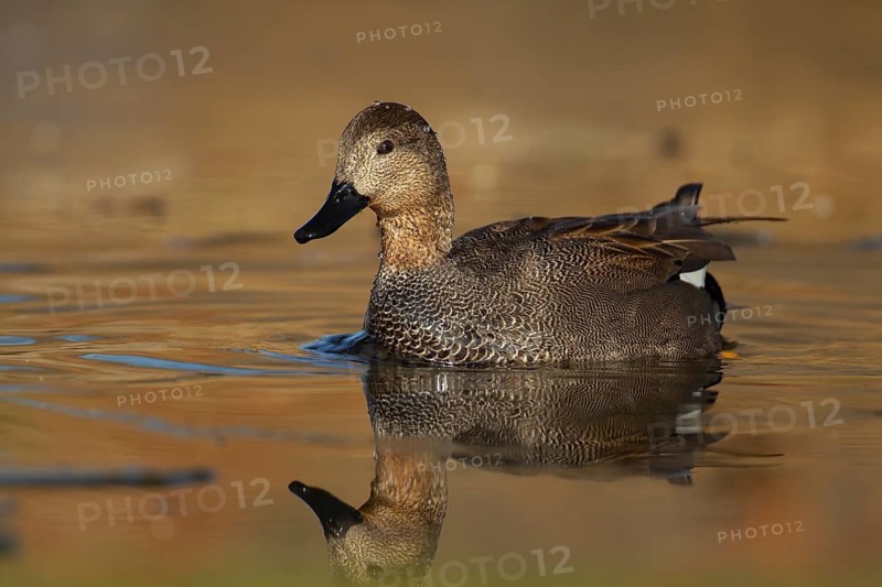 Gadwall duck (Anas strepera) adult male duck on a lake, England, United Kingdom