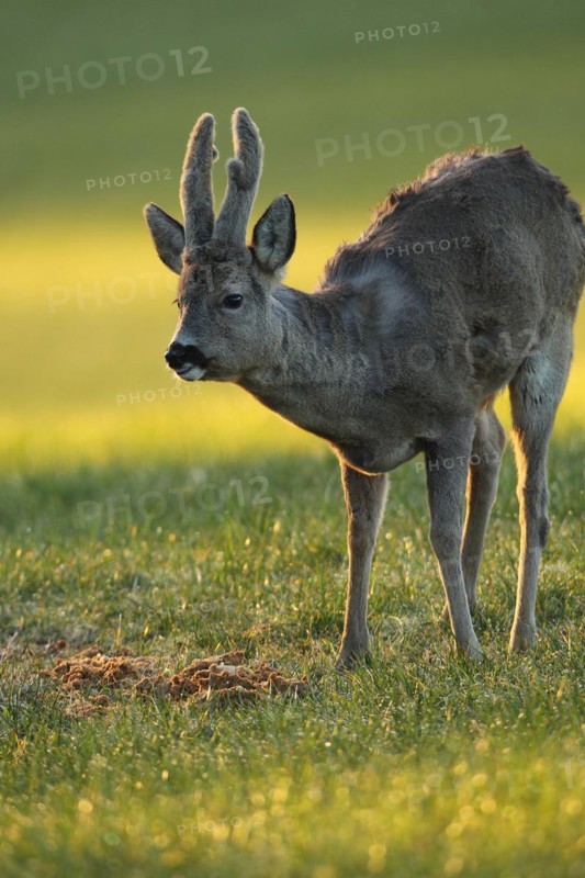 European roe deer (Capreolus capreolus) buck with velvet horns and winter coat in the morning light, Allgäu, Bavaria, Germany