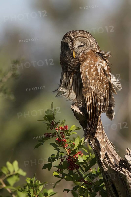 Barred Owl (Strix varia), Florida, USA