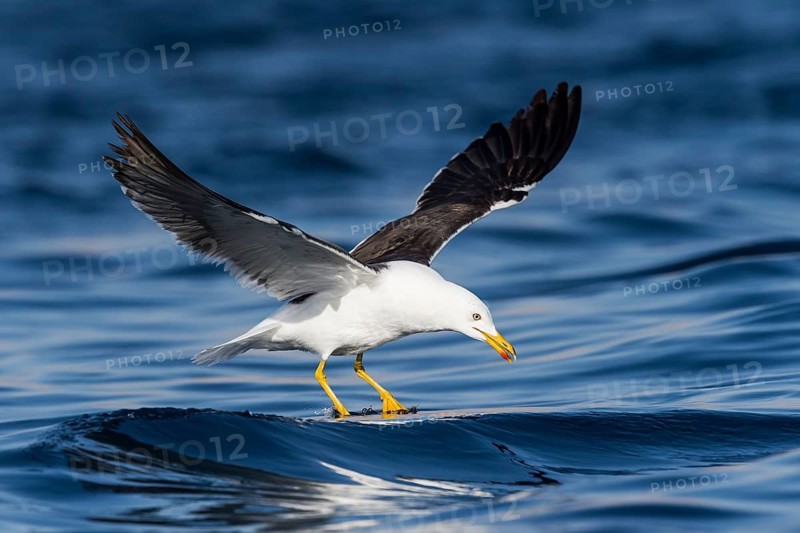 Lesser Black-backed Gull (Larus fuscus) flying, Eilat, Israel