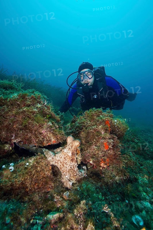 A diver wearing a wetsuit and breathing apparatus observes a Common Octopus (Octopus vulgaris) between boulders. Dive site Marine reserve Cap de Creus, Rosas, Costa Brava, Spain, Mediterranean Sea