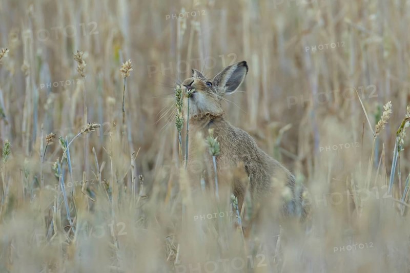 European brown hare (Lepus europaeus) adult animal eating a wheat plant seedhead in a farmland field in summer, England, United Kingdom