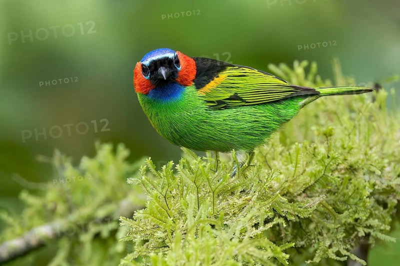 Red-necked Tanager (Tangara cyanocephala) perched on a branch in the Atlantic Rainforest of Brazil