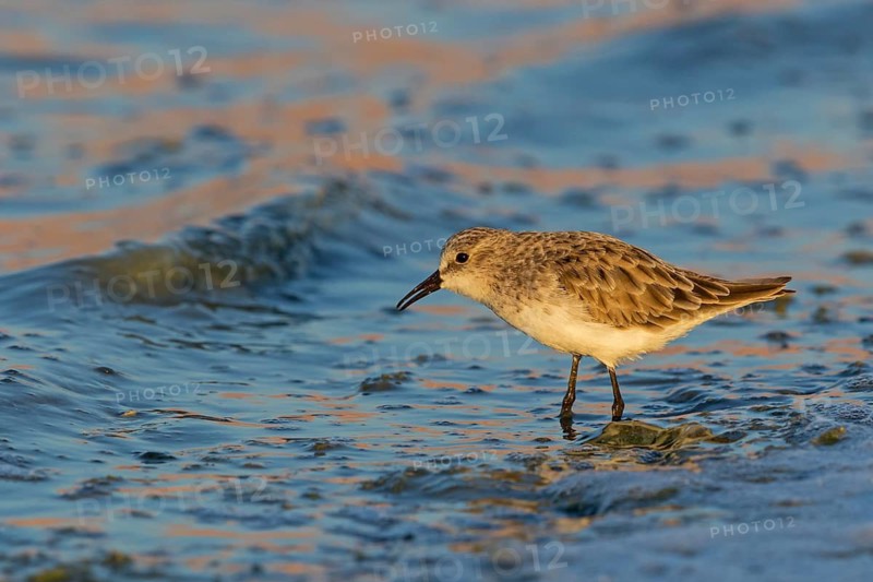 Little sandpiper, (Calidris minuta), biotope, habitat, foraging, beach, water, Israel