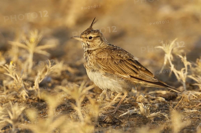Crested Lark (Galerida cristata), Extremadura, Spain