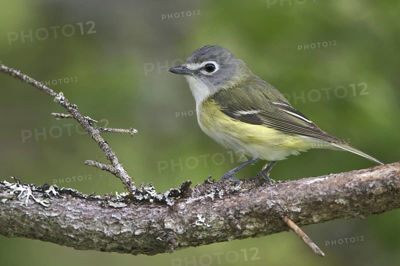 Blue-headed Vireo (Vireo solitarius), Newfoundland, Canada