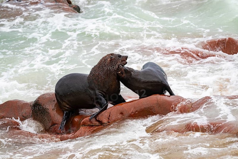 Male fur seals fighting for territory, Cape fur seal (Arctocephalus pusillus), Cape Cross, Atlantic coast, Namibia