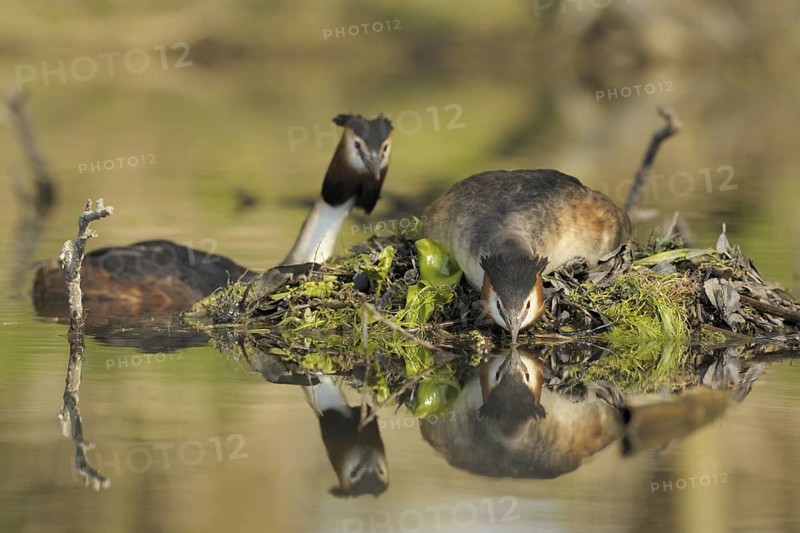 Great Crested Grebe (Podiceps cristatus) nest, North Rhine-Westphalia, Germany