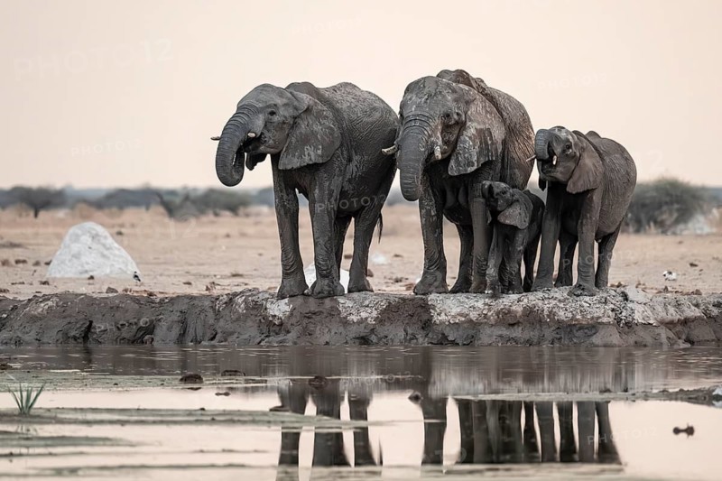 Animal family with baby elephant, African elephants (Loxodonta africana), drinking at the waterhole, dramatic reflection in the water, Nxai Pan National Park, Botswana