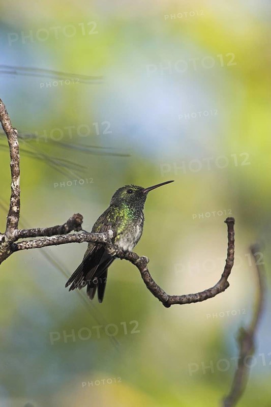 Mangrove Hummingbird (Amazilia boucardi), Costa Rica