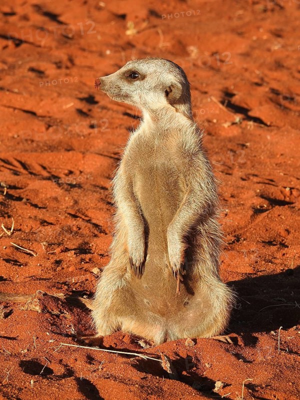 Meerkat sitting on sandy ground in a sunny desert landscape, Meerkat (Suricata suricatta), Kalahari, Namibia