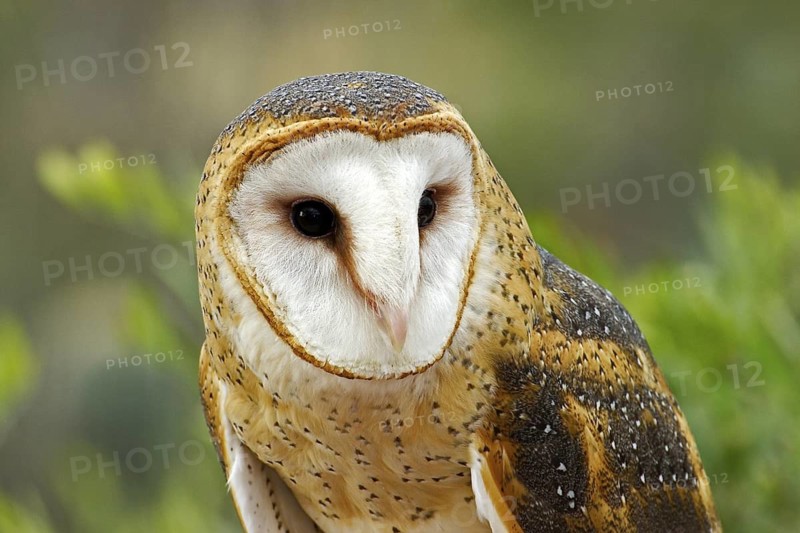Barn Owl Tyto alba Arizona-Sonora Desert Museum, Tucson, Arizona, USA 21 January Adult Female CAPTIVE