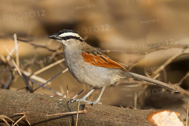 Black-crowned Tchagra - Senegaltschagra - Tchagra senegalus ssp. cucullatus, Morocco