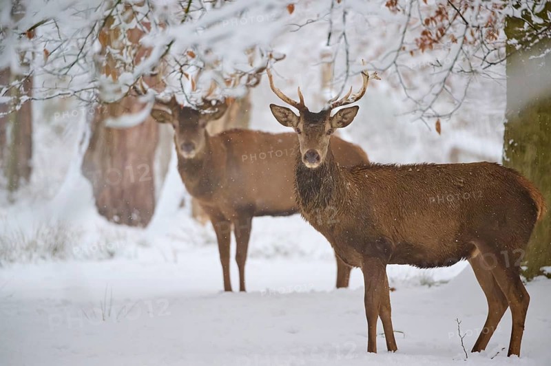 Two deer in the winter forest standing in the snow and looking attentively into the camera, Winter, Red deer (Cervus elaphus), Hesse, Germany