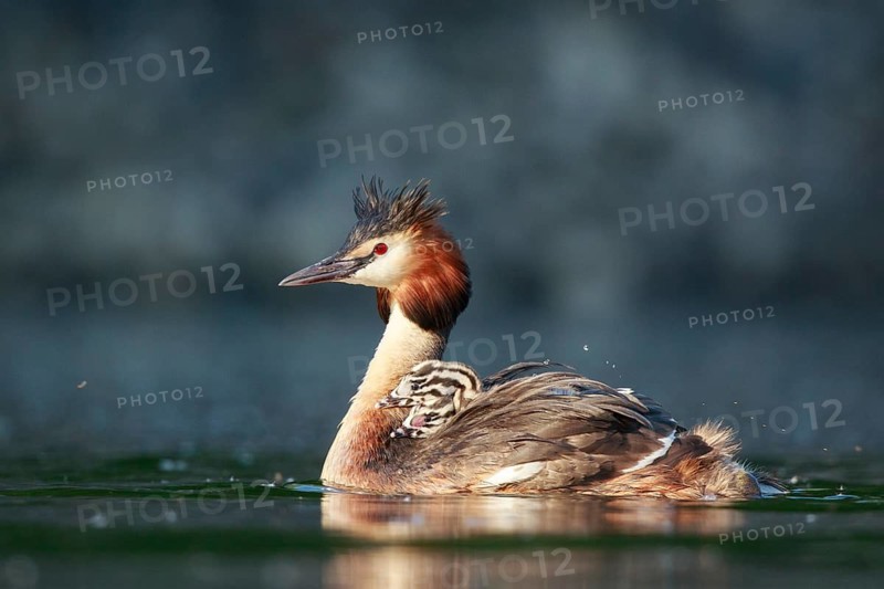 Great Crested Grebe (Podiceps cristatus) with chicks, North Rhine-Westphalia, Germany