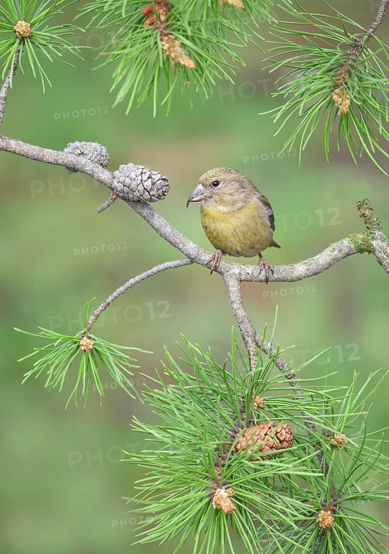 Red Crossbill (Loxia curvirostra) female perched on a conifer branch, Colorado, USA