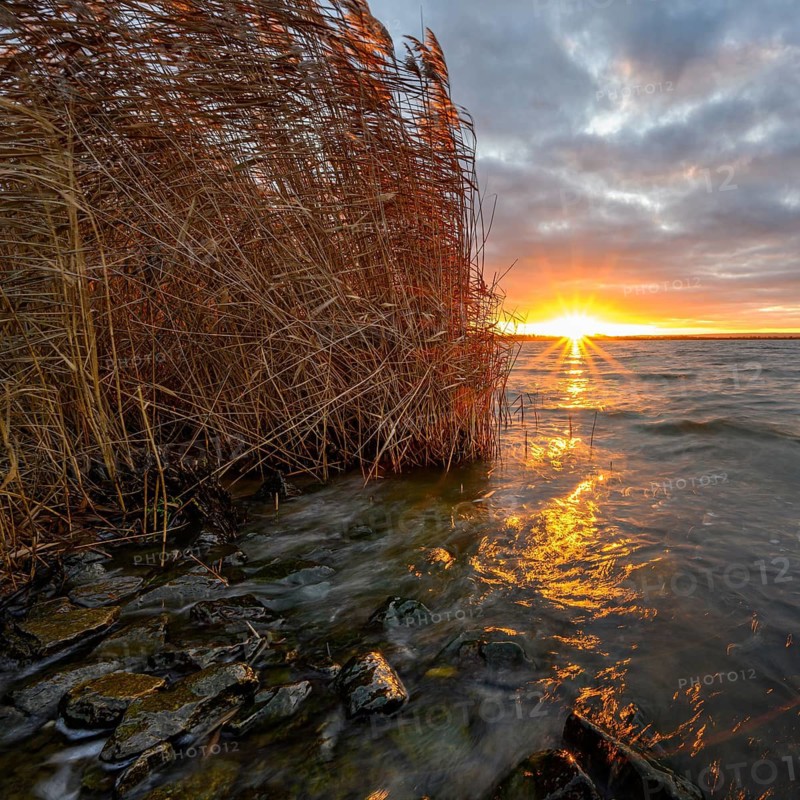 Sunrise with reeds in morning light at Dümmer See, Lower Saxony, Lembruch, Lower Saxony, Germany