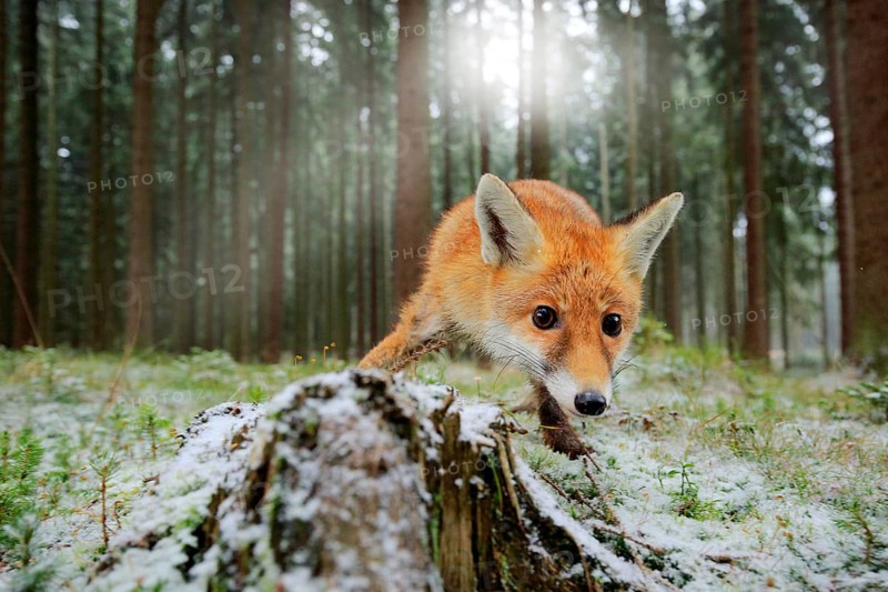 Red fox in the nature forest habitat wide angle lens picture. Animal with tree trunk with first snow. Vulpes vulpes, in green forest during winter