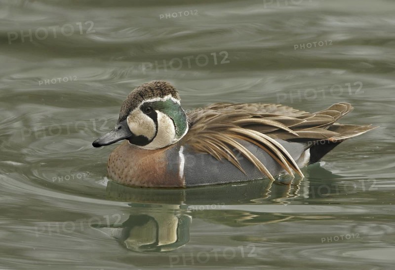 Baikal Teal (Sibirionetta formosa) male, Illinois, USA