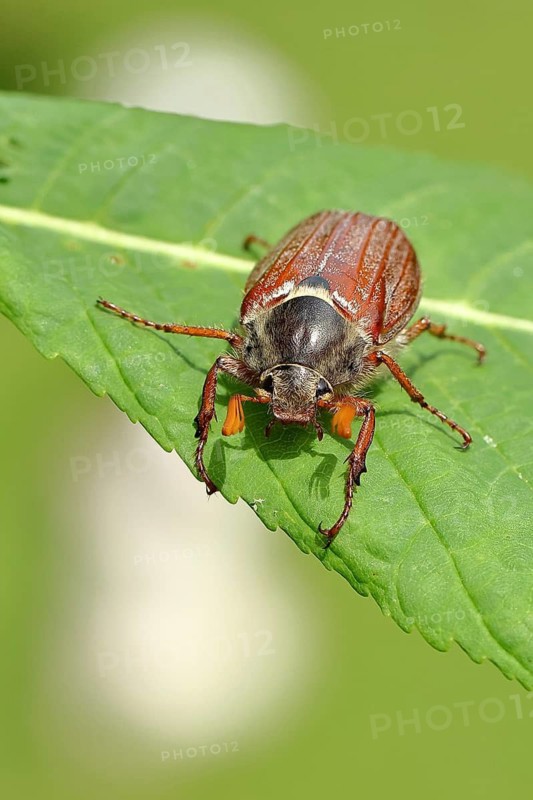 Wood cockchafer (Melolontha hippocastani), male, on a leaf of a horse chestnut (Aesculus hippocastanum), Wilnsdorf, North Rhine-Westphalia, Germany