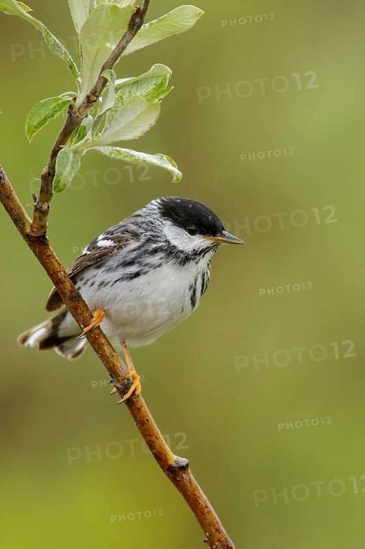 Blackpoll Warbler (Dendroica striata) perched on a branch in Nome, Alaska